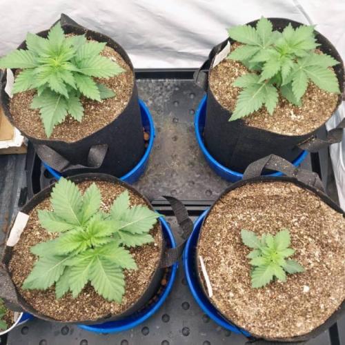 The Garden 2021 - Dinafem OG Cookies. Week 3
