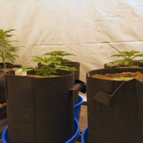 The Garden 2021 - Dinafem OG Cookies. Week 3