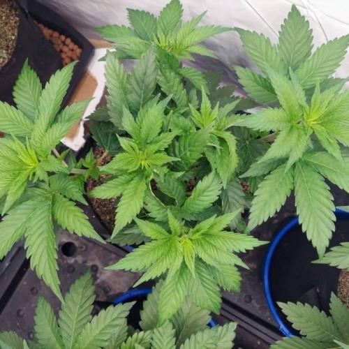 The Garden 2021 - Dinafem OG Cookies. Week 5