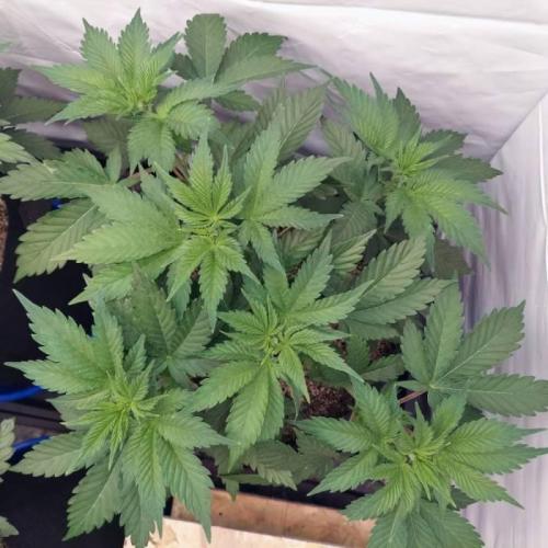 The Garden 2021 - Dinafem OG Cookies. Week 5