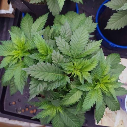 The Garden 2021 - Dinafem OG Cookies. Week 5