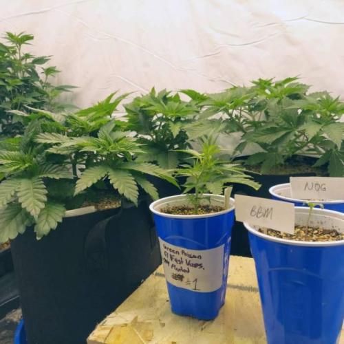The Garden 2021 - Dinafem OG Cookies. Week 5