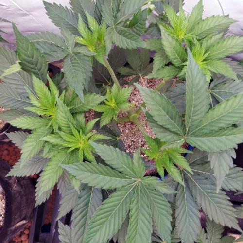 The Garden 2021 - Dinafem OG Cookies. Week 6