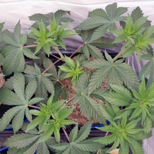 The Garden 2021 - Dinafem OG Cookies. Week 6