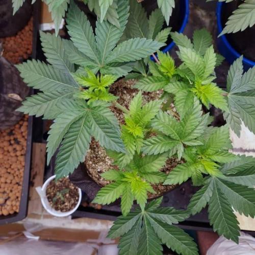 The Garden 2021 - Dinafem OG Cookies. Week 6