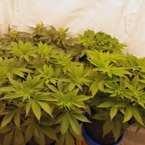 The Garden 2021 - Dinafem OG Cookies. Week 7
