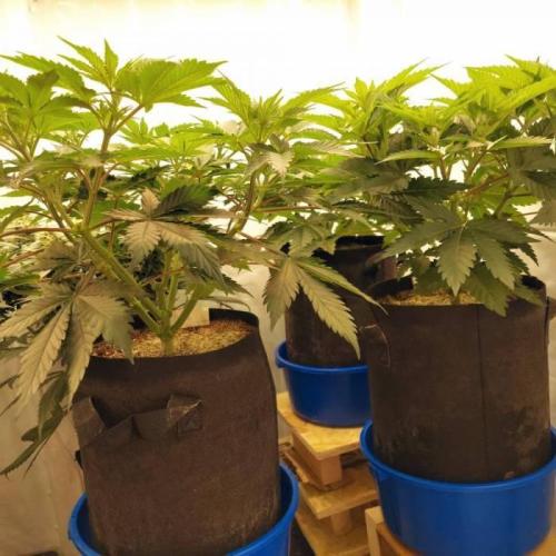 The Garden 2021 - Dinafem OG Cookies. Week 7