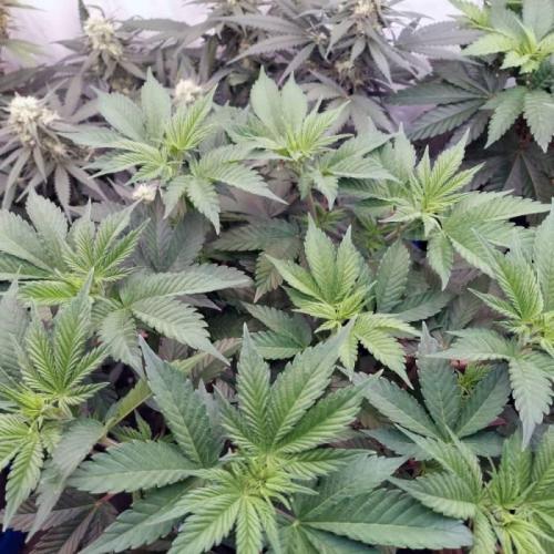 The Garden 2021 - Dinafem OG Cookies. Week 7