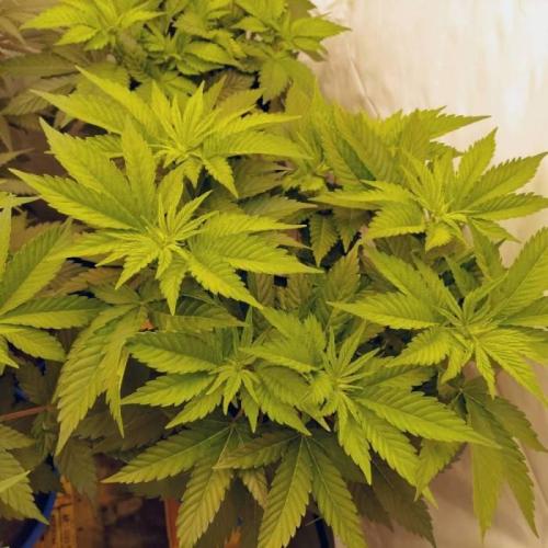 The Garden 2021 - Dinafem OG Cookies. Week 7