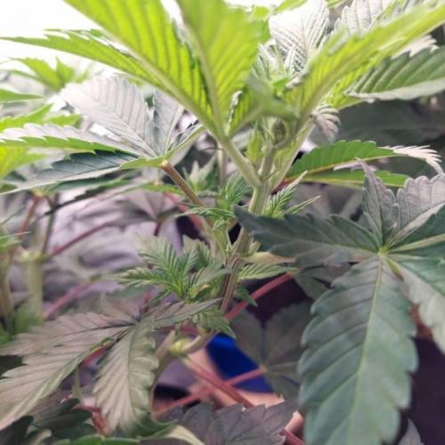 The Garden 2021 - Dinafem OG Cookies. Week 7