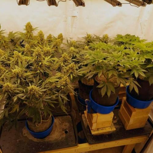 The Garden 2021 - Dinafem OG Cookies. Week 7