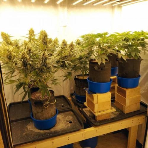 The Garden 2021 - Dinafem OG Cookies. Week 7