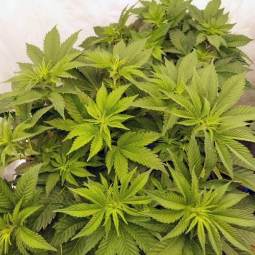 The Garden 2021 - Dinafem OG Cookies. Week 8