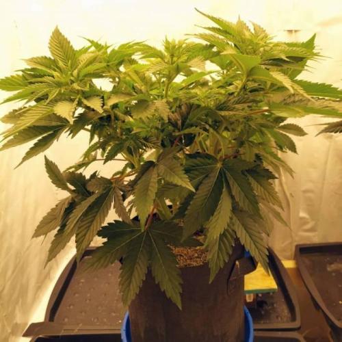 The Garden 2021 - Dinafem OG Cookies. Week 8