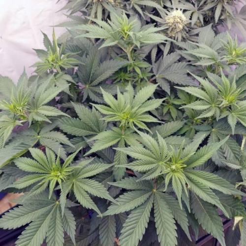 The Garden 2021 - Dinafem OG Cookies. Week 8