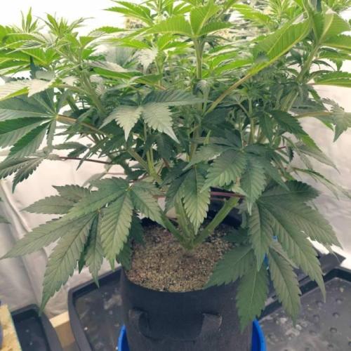 The Garden 2021 - Dinafem OG Cookies. Week 8