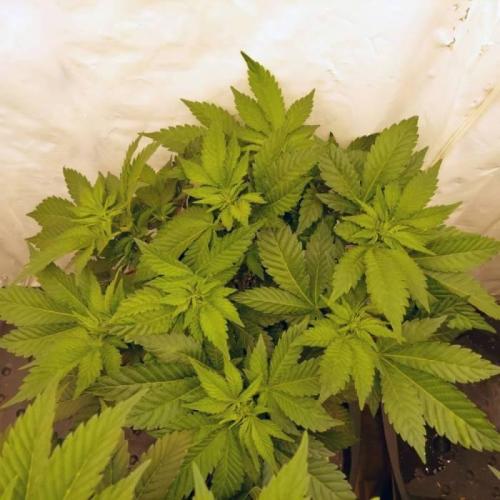 The Garden 2021 - Dinafem OG Cookies. Week 8