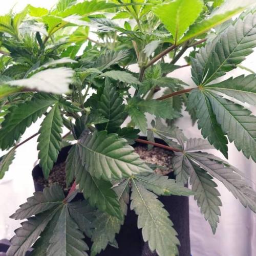 The Garden 2021 - Dinafem OG Cookies. Week 8