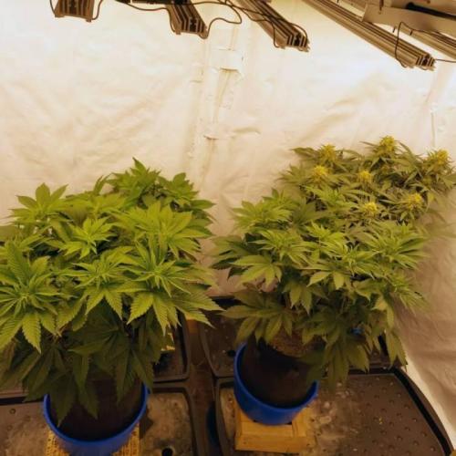 The Garden 2021 - Dinafem OG Cookies. Week 8