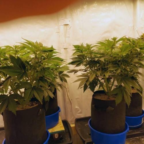 The Garden 2021 - Dinafem OG Cookies. Week 8