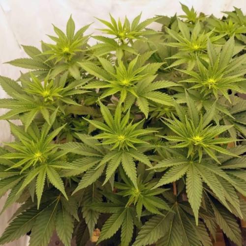 The Garden 2021 - Dinafem OG Cookies. Week 9