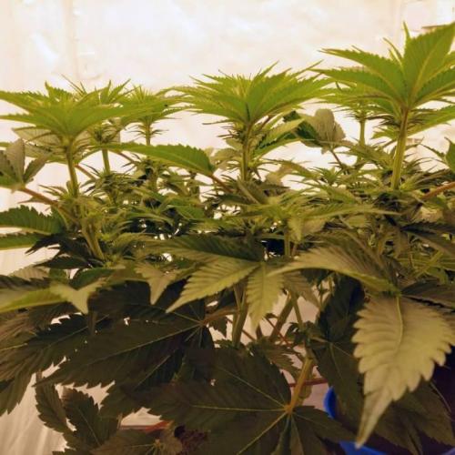 The Garden 2021 - Dinafem OG Cookies. Week 9