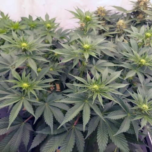 The Garden 2021 - Dinafem OG Cookies. Week 9