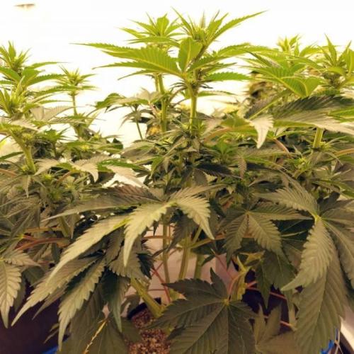 The Garden 2021 - Dinafem OG Cookies. Week 9
