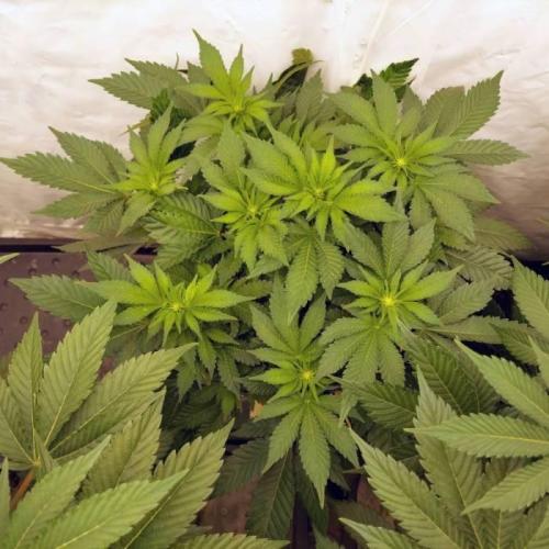 The Garden 2021 - Dinafem OG Cookies. Week 9