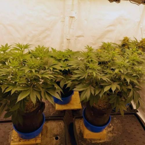 The Garden 2021 - Dinafem OG Cookies. Week 9