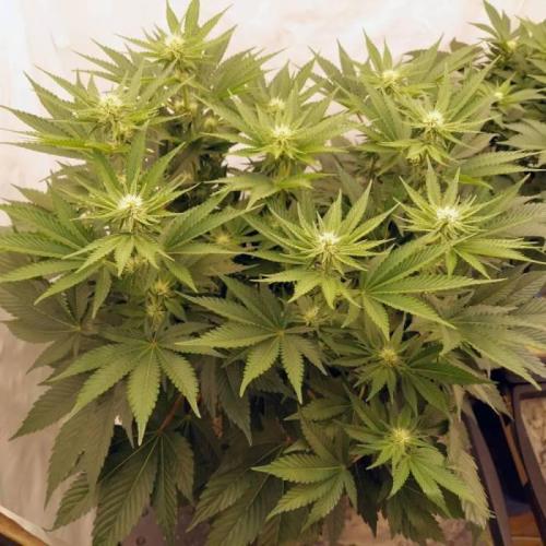 The Garden 2021 - Dinafem OG Cookies. Week 10