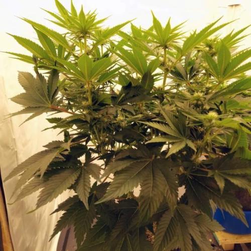 The Garden 2021 - Dinafem OG Cookies. Week 10