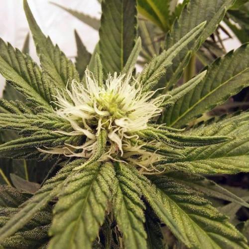 The Garden 2021 - Dinafem OG Cookies. Week 10