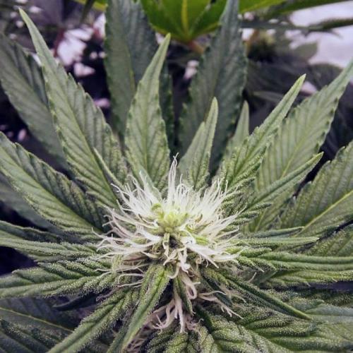 The Garden 2021 - Dinafem OG Cookies. Week 10