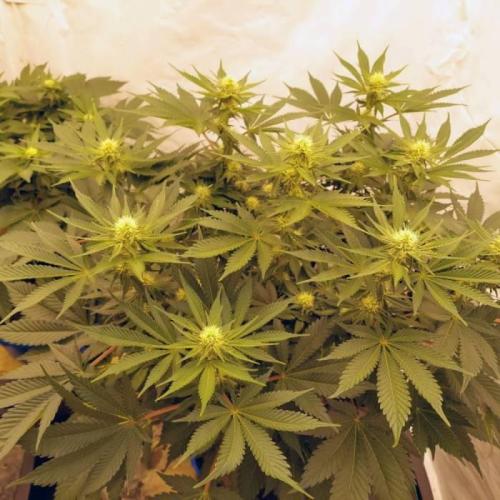 The Garden 2021 - Dinafem OG Cookies. Week 10