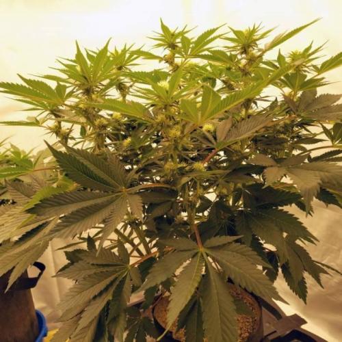 The Garden 2021 - Dinafem OG Cookies. Week 10
