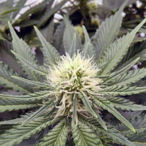 The Garden 2021 - Dinafem OG Cookies. Week 10