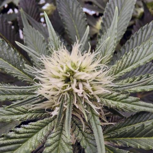 The Garden 2021 - Dinafem OG Cookies. Week 10