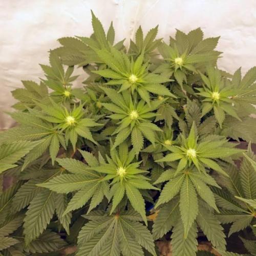 The Garden 2021 - Dinafem OG Cookies. Week 10