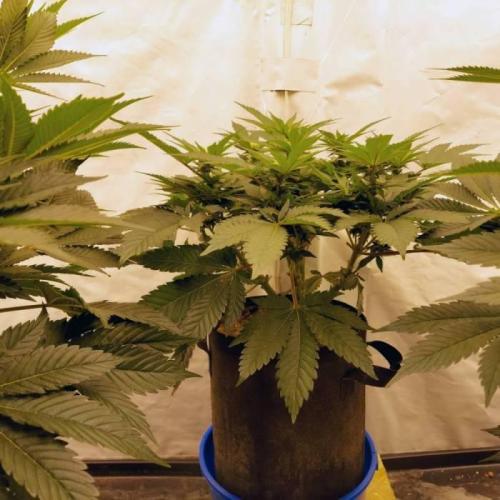 The Garden 2021 - Dinafem OG Cookies. Week 10