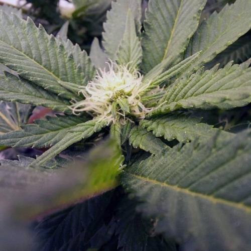 The Garden 2021 - Dinafem OG Cookies. Week 10