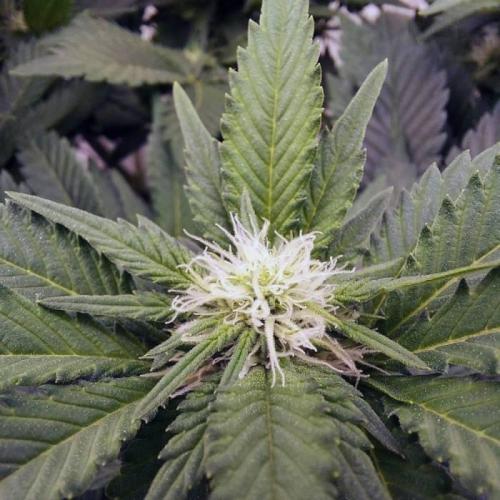 The Garden 2021 - Dinafem OG Cookies. Week 10