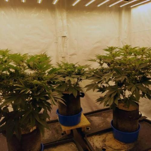 The Garden 2021 - Dinafem OG Cookies. Week 10