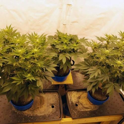 The Garden 2021 - Dinafem OG Cookies. Week 10