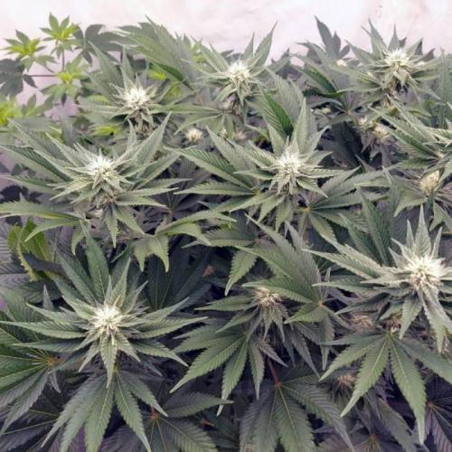 The Garden 2021 - Dinafem OG Cookies. Week 11