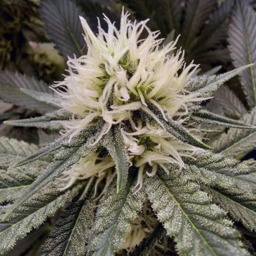 The Garden 2021 - Dinafem OG Cookies. Week 11