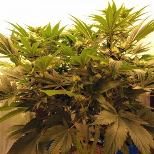 The Garden 2021 - Dinafem OG Cookies. Week 11