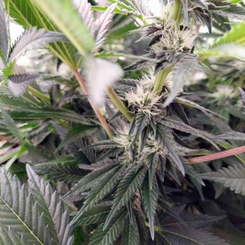 The Garden 2021 - Dinafem OG Cookies. Week 11