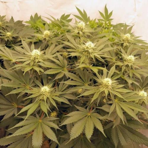 The Garden 2021 - Dinafem OG Cookies. Week 11
