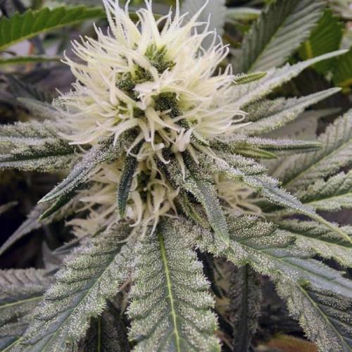 The Garden 2021 - Dinafem OG Cookies. Week 11